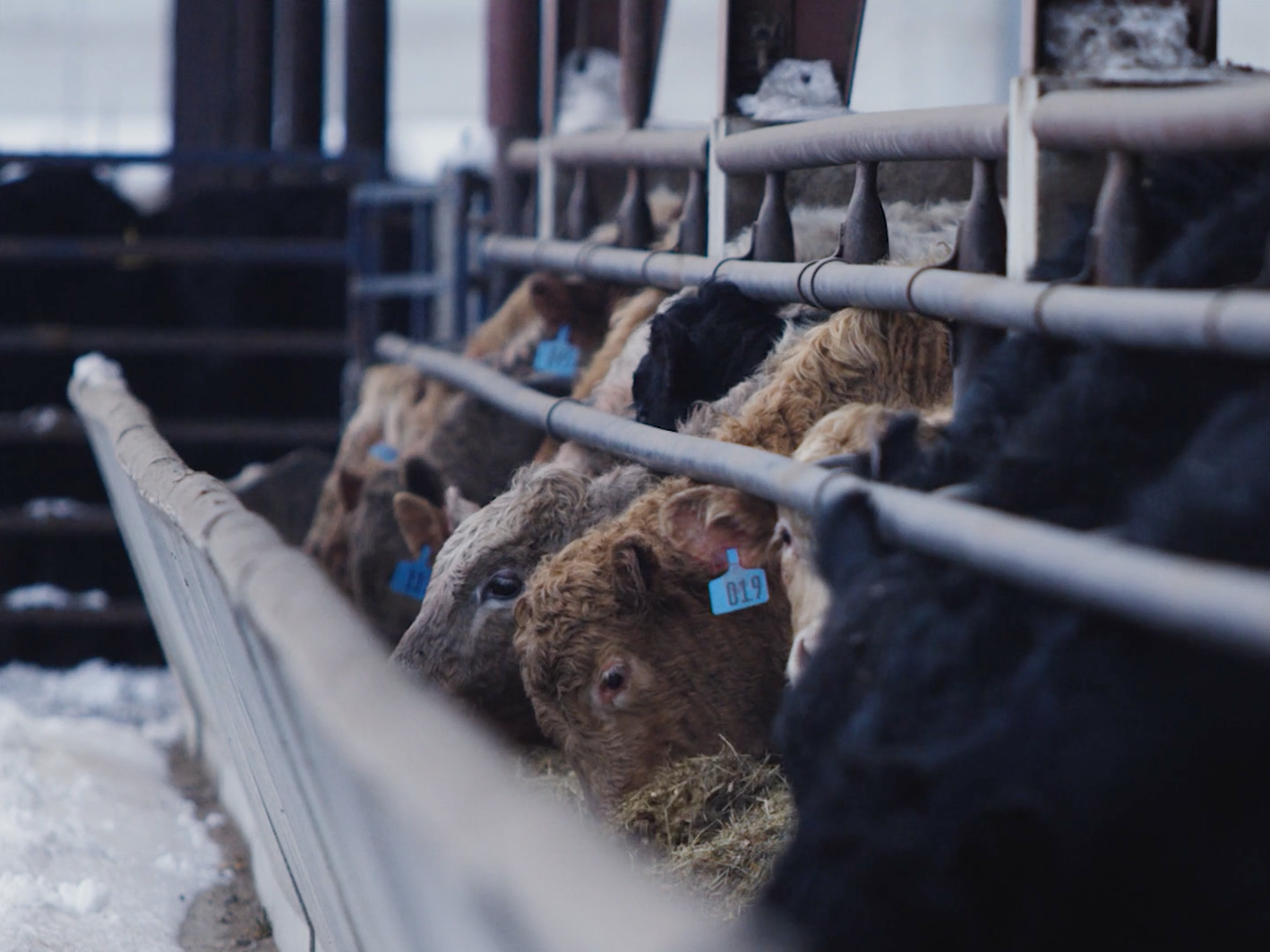 Kerkhoff Cattle Company