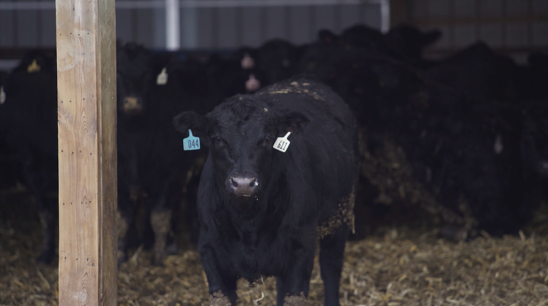 black-steer.png