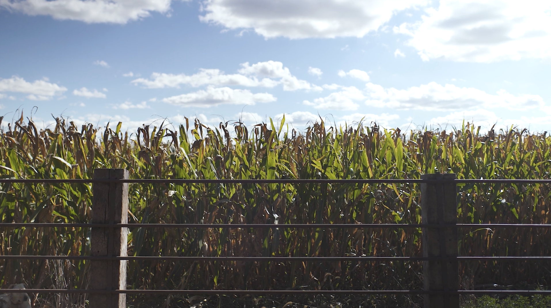 corn-field.png