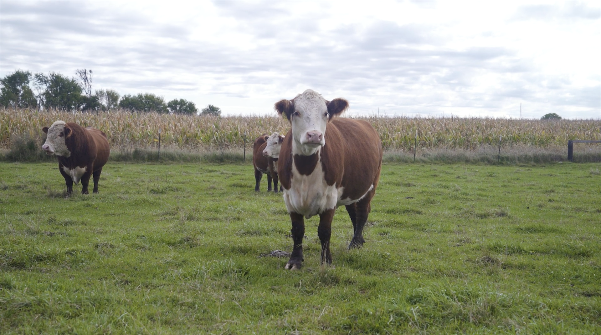 cow-looking-at-camera.png