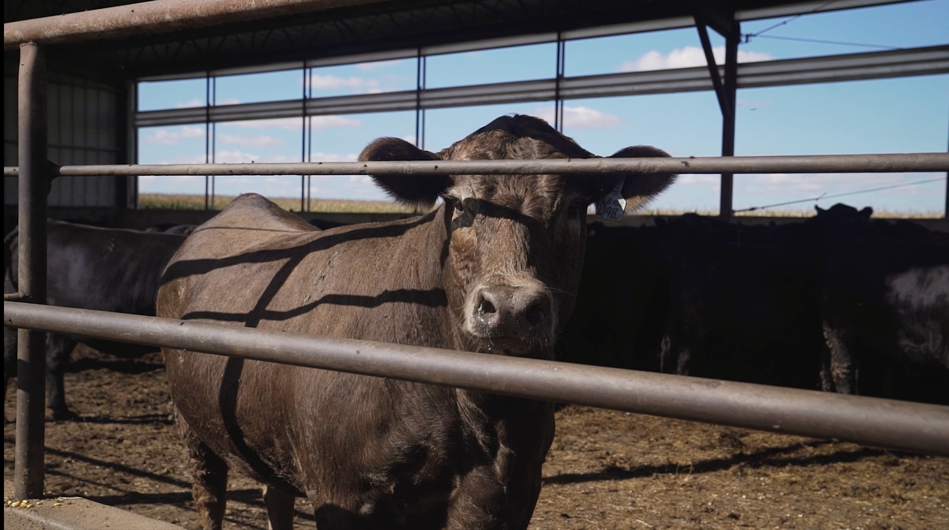 feedlot-steer.png