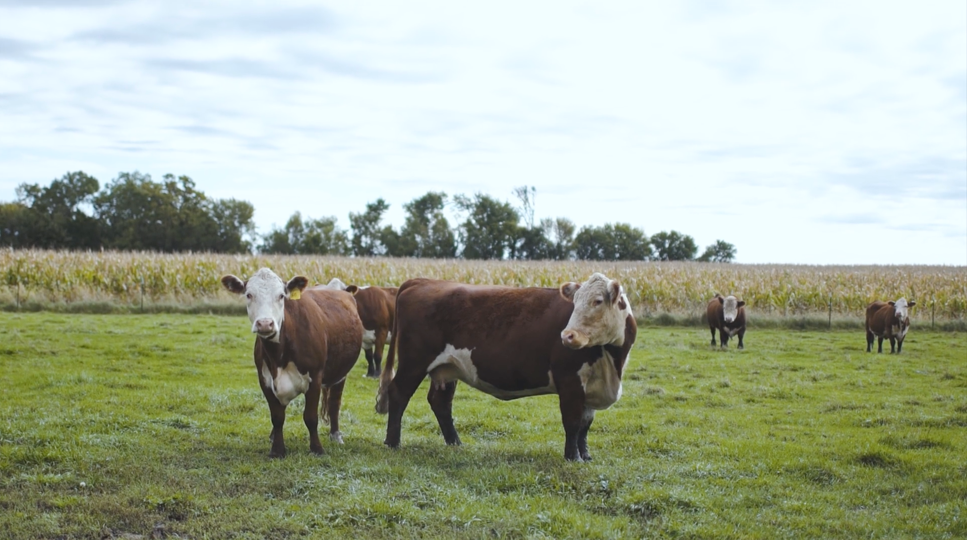 hanson-cow.png