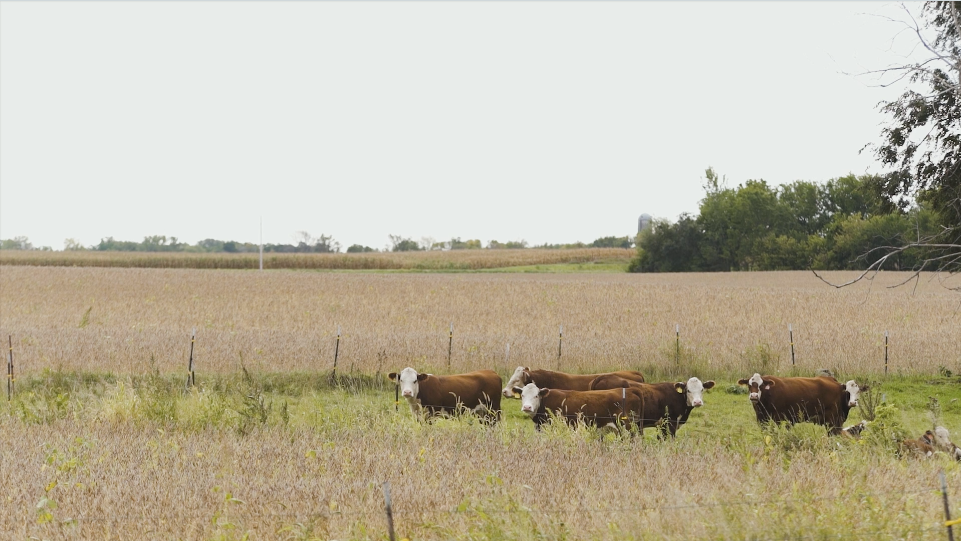 hanson-pasture.png