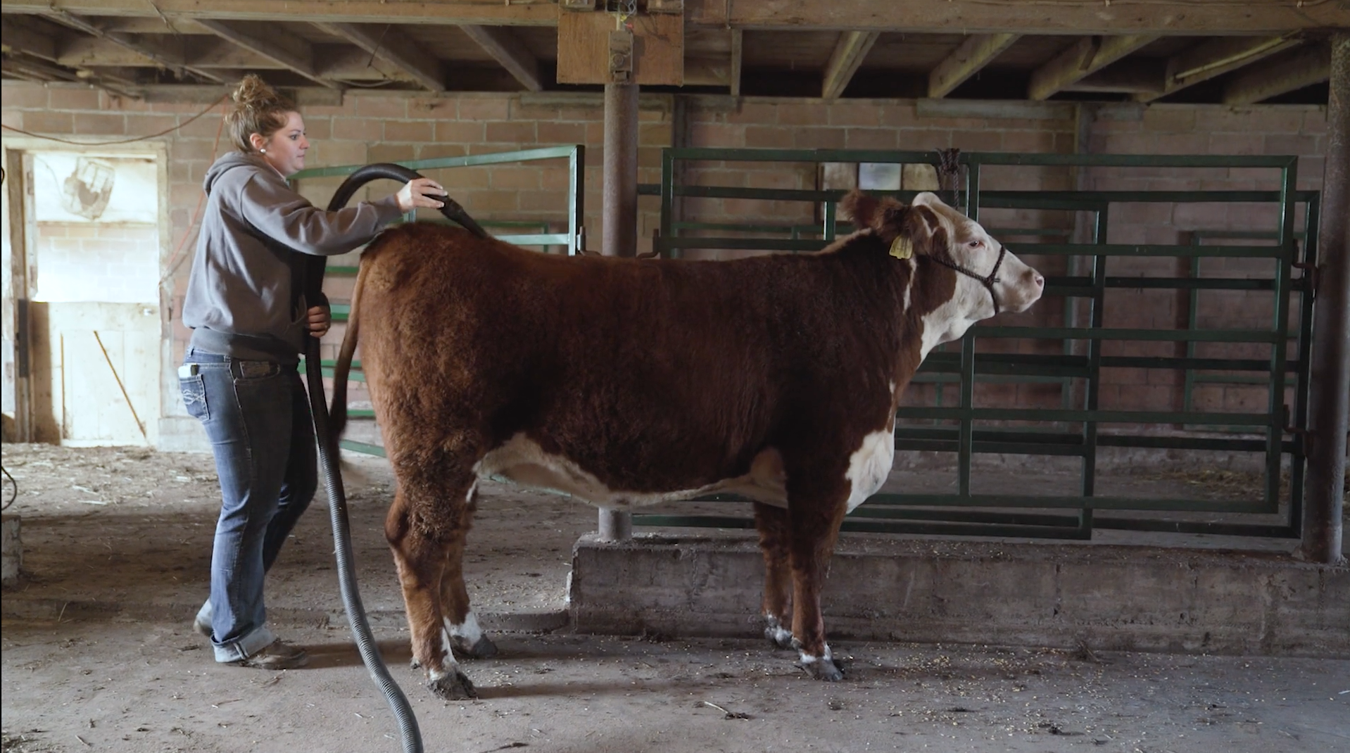 jamie-blowing-out-calf.png