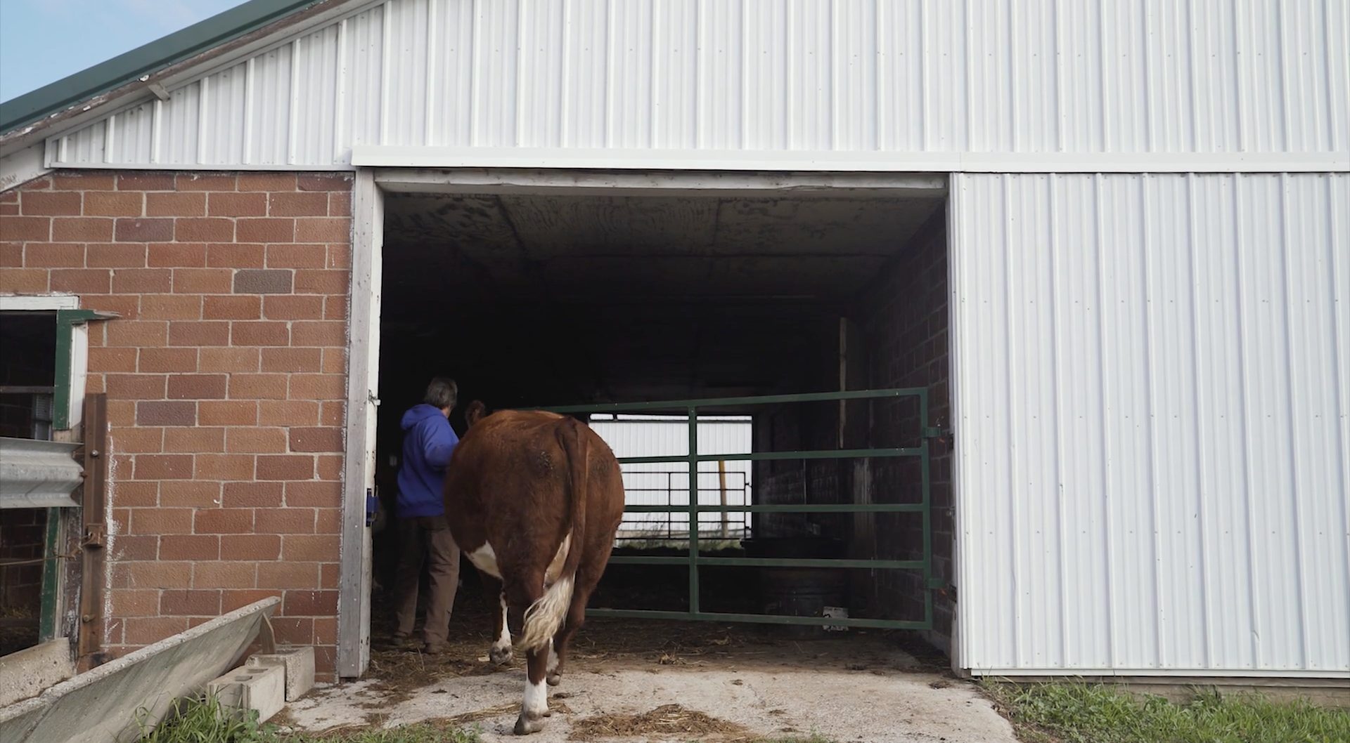 jeri-leading-cow.png
