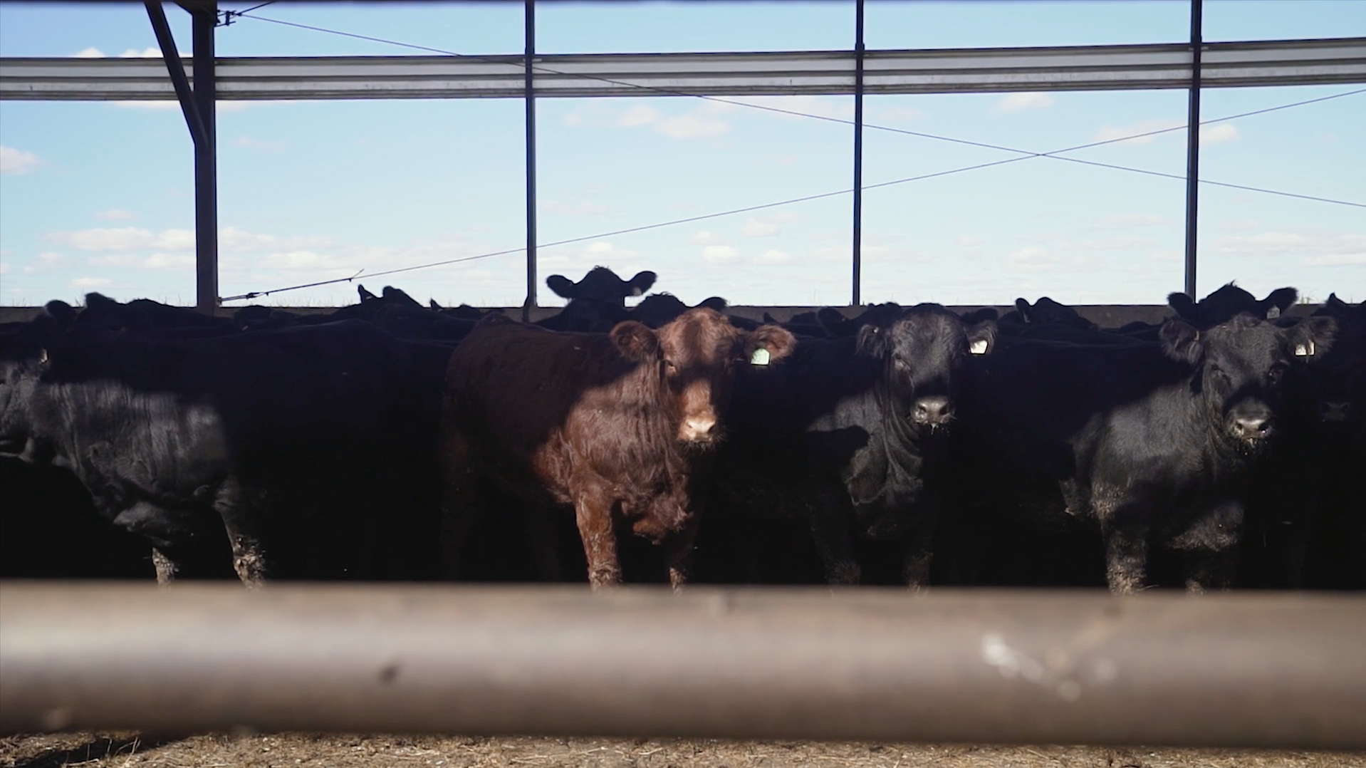 sunny-feedyard-pen.png